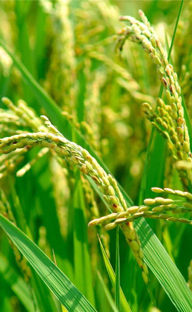 //nongnghiepmuaxuanhg.vn/files/images/banner/banner-right-2.jpg